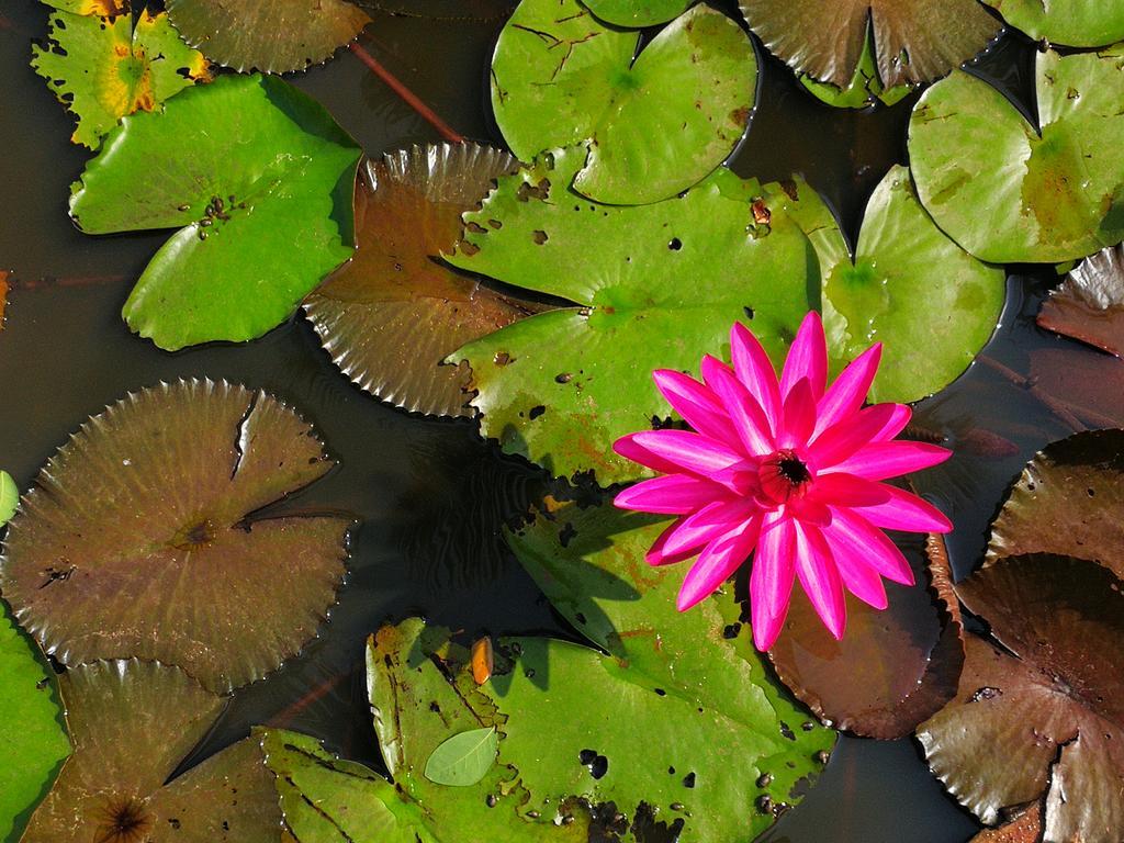 Nisarga Nirvana River House Mangalore Buitenkant foto