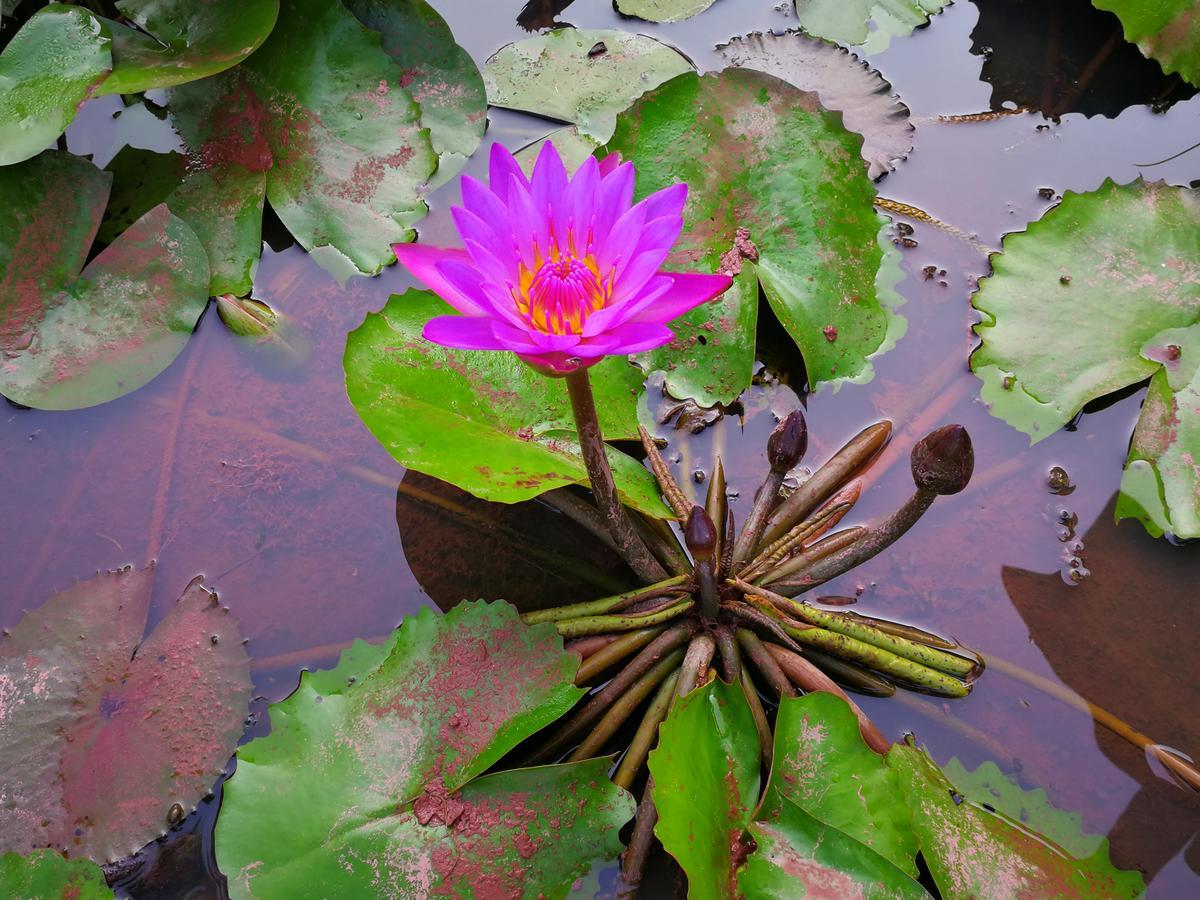 Nisarga Nirvana River House Mangalore Buitenkant foto